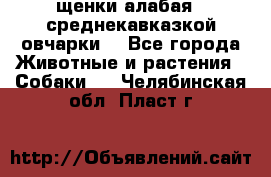 щенки алабая ( среднекавказкой овчарки) - Все города Животные и растения » Собаки   . Челябинская обл.,Пласт г.